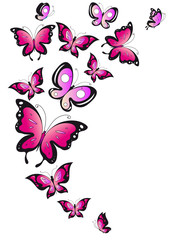 color butterflies,isolated on a white