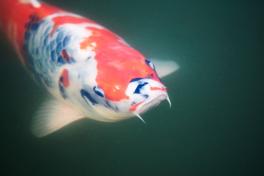 Koi-Karpfen, Nishikigoi - japanischer Zuchtkarpfen