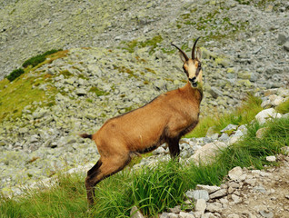 Tatra chamois. Rupicapra rupicapra tatrica. Chamois in their natural habitat. High Tatras National park in Slovakia.