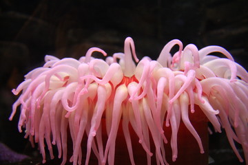 sea anemone © elvis santana