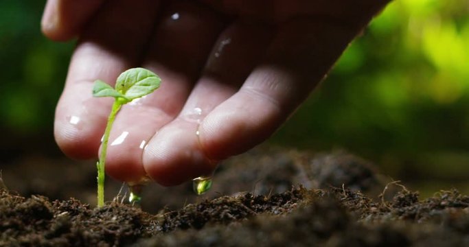 a young beautiful hand watering a plant in a romantic natural and magical atmosphere