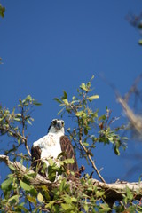 Fototapeta premium osprey