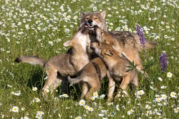Papier Peint photo Lavable Loup Loups jouant avec maman