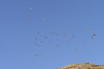 Gulls  in a blue  sky over the top of the mountain.