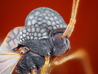 Extreme sharp and detailed macro portrait of small unknown insect taken with microscope objective stacked from many shots into one very sharp photo