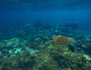 Naklejka na ściany i meble Green sea turtle closeup underwater photo