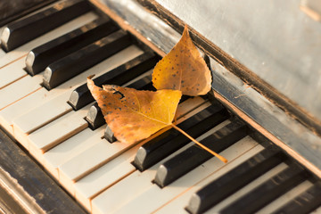 Old piano , autumn leaves on the keys,