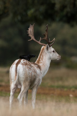 Fallow Deer, Deer, Dama dama