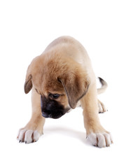 Obraz premium Puppy of the Spanish mastiff isolated on a white background