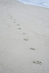 Dog footprints track along a sandy beach to the shore.dog footsteps in a sand.filtered image.selective focus
