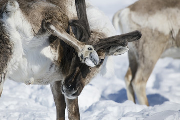 Reindeer at the spring snow. Moma Mountains. Yakutia. Russia.