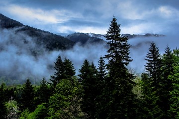 лес в тумане, горный пейзаж
