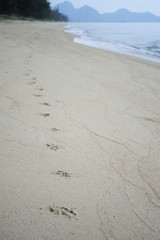 Dog footprints track along a sandy beach to the shore.dog footsteps in a sand.filtered image.selective focus