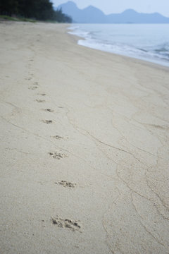 Dog footprints track along a sandy beach to the shore.dog footsteps in a sand.filtered image.selective focus