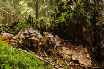 Büscheliger Nitrosehelmling