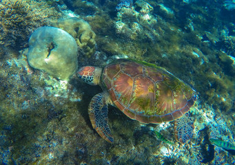 Obraz premium Green sea turtle close photo in ocean lagoon. Sea turtle eating seaweed.