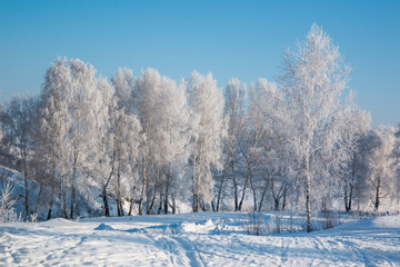 Snowy Trees and snow in winter, Siberia