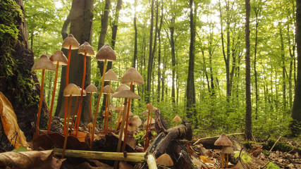 Secret Lif © aotearoa