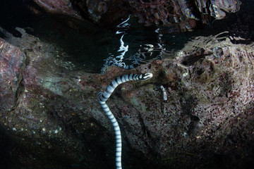 Obraz na płótnie Canvas Banded Sea Snake at Edge of Limestone Island