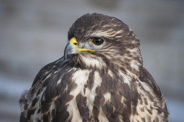 Falcon