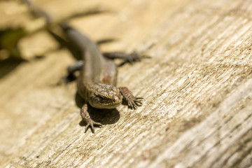 le lézard face à l'objectif