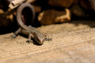 le lézard immobile