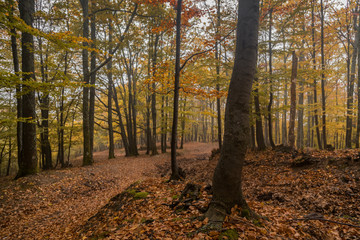 Obraz premium Colorful autumn trees in the mountains