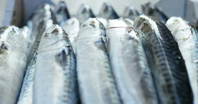 background, baked, barbecue, bbq, close-up, closeup, cod, cold, cooking, cuisine, delicious, dinner, dish, dishes, drink, fillet, fish, food, fresh, freshness, fried, frozen, gourmet, green, grill, gr