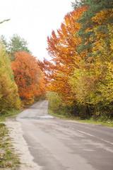 Fototapeta premium Autumn road