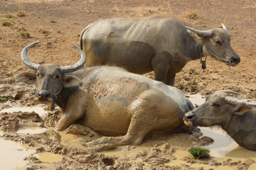 Obraz premium Wasserbüffel, Laos, Asien