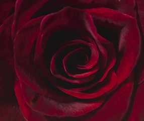 Soft focus red rose
