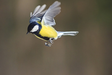 Fototapeta premium Great tit in flight