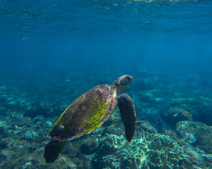Fototapeta premium Sea turtle closeup. Tropical sea ecosystem. Snorkeling with turtle.