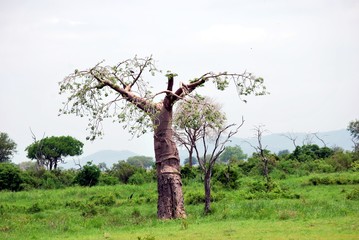 Baobab isolé dans la savane