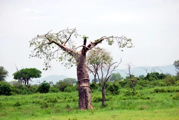 Photo sur Aluminium Baobab Baobab isolé dans la savane