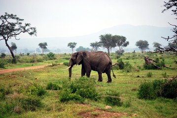 Fototapeta na wymiar Elephant isolated in the savanna