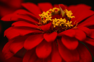 The blossoming gerbera jamesonii flowers closeup in garden 