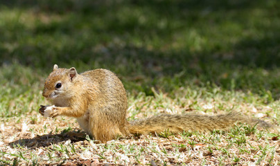 Naklejka na ściany i meble Ground Squirrel eating bread