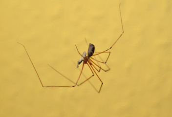 Zitterspinne mit Beute
