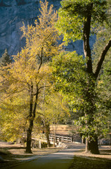 trees walking bridge