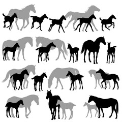 Silhouettes isolated on white of horses mares and foals
