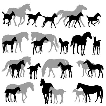 Fototapeta Silhouettes isolated on white of horses mares and foals 