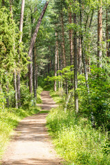 The way through summer forest, walkway path with pines