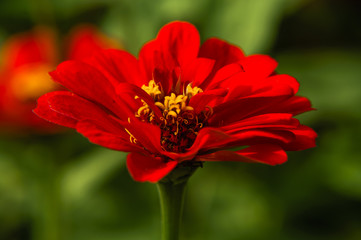 The blossoming gerbera jamesonii flowers closeup in garden 
