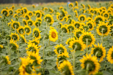 Petulant sunflower