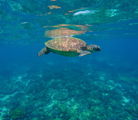 Green sea turtle close photo.