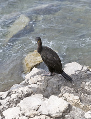 Great Cormorant Bird in Croatia