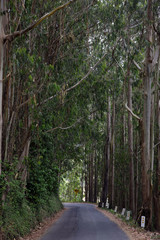 road n eucalyptus