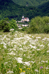 wildflowers n church