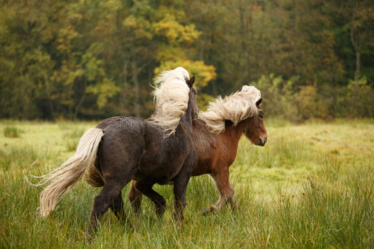Islandhengste auf Herbstwiese